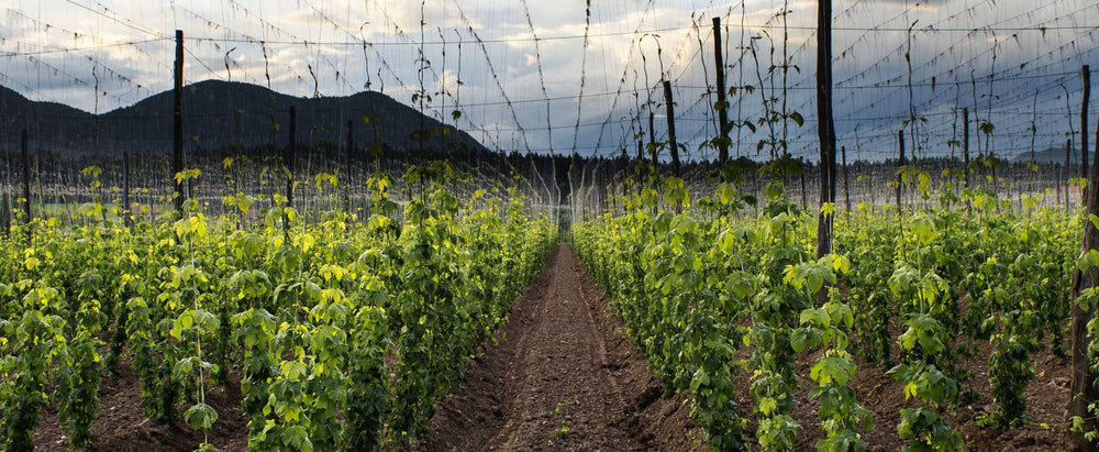 Hommelbier Blondbier 0,2 %