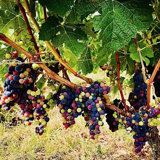 Vin rouge sans alcool CLOS DE BOÜARD cuvée Prince Oscar Sanzalc, cave sans alcool pour adultes décomplexés